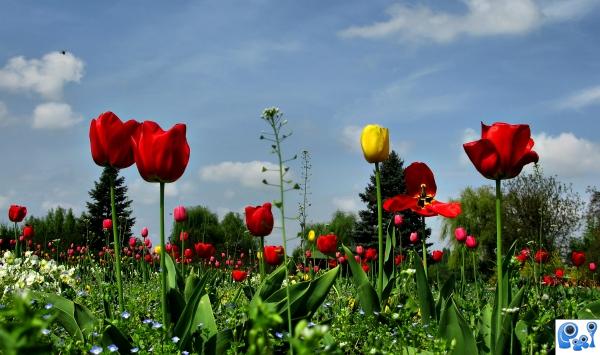 Tulips